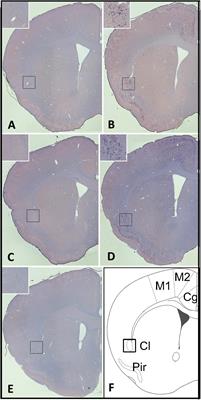 Acute Sleep Loss Upregulates the Synaptic Scaffolding Protein, Homer1a, in Non-canonical Sleep/Wake Brain Regions, Claustrum, Piriform and Cingulate Cortices